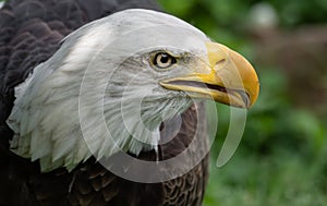 Stunning Adult Bald Eagle Portrait