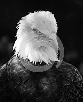 Stunning Adult Bald Eagle Portrait