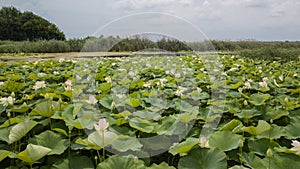 Stunning Aerial Drone Stock Photography of Flowering of lotuses on the lake near the road.