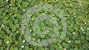 Stunning Aerial Drone Stock Photography of Flowering of lotuses on the lake near the road.