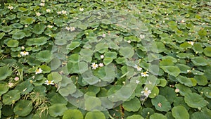 Stunning Aerial Drone Stock Photography of Flowering of lotuses on the lake near the road.