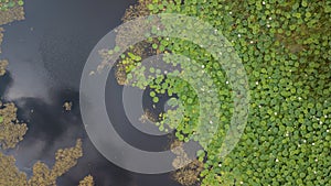 Stunning Aerial Drone Stock Photography of Flowering of lotuses on the lake near the road.