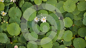 Stunning Aerial Drone Stock Photography of Flowering of lotuses on the lake near the road.