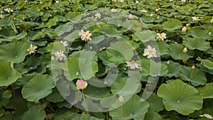 Stunning Aerial Drone Stock Photography of Flowering of lotuses on the lake near the road.