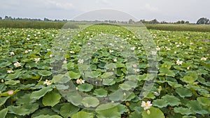 Stunning Aerial Drone Stock Photography of Flowering of lotuses on the lake near the road.