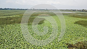 Stunning Aerial Drone Stock Photography of Flowering of lotuses on the lake near the road.