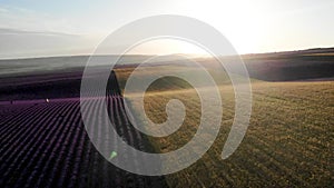 A stunning aerial drone view of the aromatic lavender. Morning haze obscures the beautiful golden dawn.