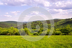 Stunning aerial view of colorful summer mixed forest with deciduous and coniferous trees, wood diversity