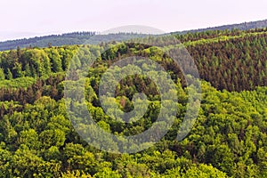 Stunning aerial view of colorful summer mixed forest with deciduous and coniferous trees, wood diversity