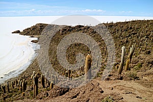 Stunning aerial view from Isla Incahuasi Isla del Pescado, the rocky outcrop full of Cactus Located in the Center of Uyuni