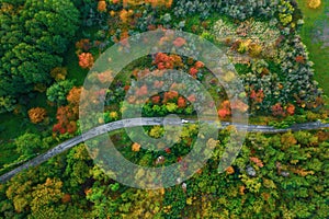 Stunning aerial view of road with cars between colorful autumn forest.