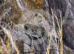 Stunning African leopard with two cubs