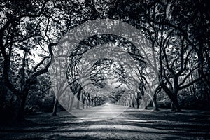 A stunning alley lined with old live oak trees