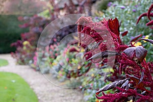 Stunning amaranth plant in flower in autumn. Flowers are a deep purple colour. Photographed in Wiltshire UK.