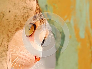Beautiful cat staring at the camera through a yellow wall - selective blurring