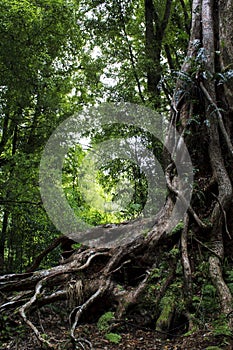 Giant tree trunk and roots