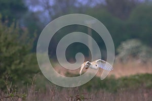 A stunning animal portrait of a Barn Owl in flight