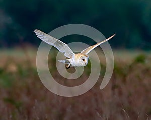 A stunning animal portrait of a Barn Owl in flight