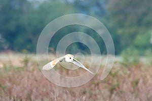 A stunning animal portrait of a Barn Owl in flight