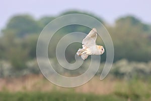 A stunning animal portrait of a Barn Owl in flight