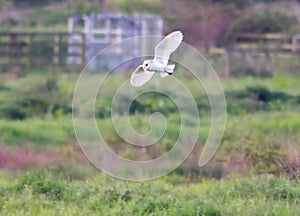 A stunning animal portrait of a Barn Owl in flight