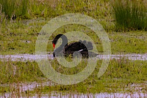 A stunning animal portrait of a beautiful Black Swan