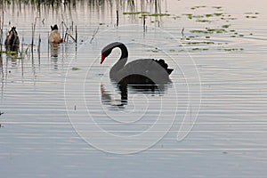 A stunning animal portrait of a beautiful Black Swan on a lake