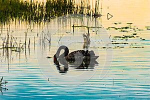 A stunning animal portrait of a beautiful Black Swan on a lake