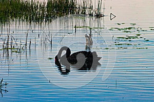 A stunning animal portrait of a beautiful Black Swan on a lake