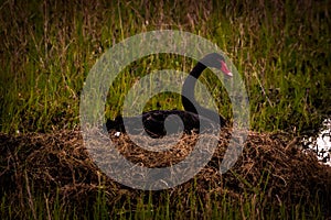 A stunning animal portrait of a beautiful Black Swan laying on her eggs