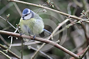 A stunning animal portrait of a Bluetit perched on a tree