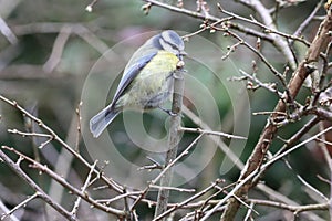 A stunning animal portrait of a Bluetit perched on a tree