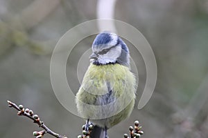 A stunning animal portrait of a Bluetit perched on a tree