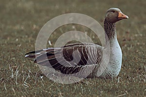A stunning animal Portrait of a Goose at a Nature Reserve