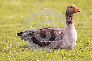 A stunning animal Portrait of a Goose at a Nature Reserve