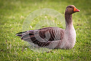 A stunning animal Portrait of a Goose at a Nature Reserve
