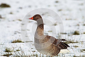 A stunning animal Portrait of a Goose at a Nature Reserve - In the snow