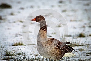 A stunning animal Portrait of a Goose at a Nature Reserve - In the snow