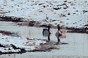 A stunning animal Portrait of a Goose at a Nature Reserve - In the snow