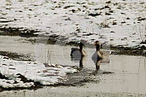 A stunning animal Portrait of a Goose at a Nature Reserve - In the snow