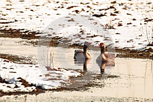 A stunning animal Portrait of a Goose at a Nature Reserve - In the snow