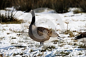 A stunning animal Portrait of a Goose at a Nature Reserve - In the snow