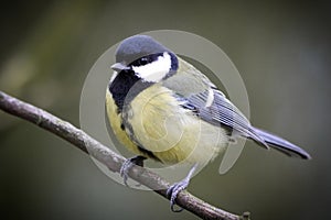 A stunning animal portrait of a Great Tit Bird