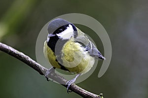 A stunning animal portrait of a Great Tit Bird