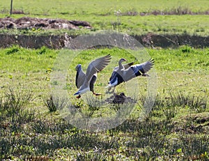 A stunning animal portrait of two geese in flight
