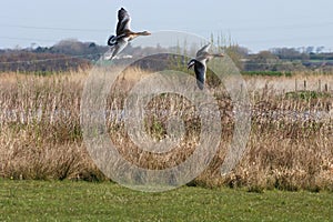 A stunning animal portrait of two geese in flight