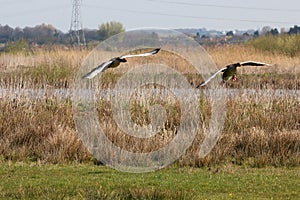 A stunning animal portrait of two geese in flight