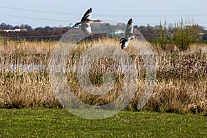 A stunning animal portrait of two geese in flight