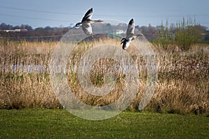 A stunning animal portrait of two geese in flight