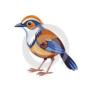 Stunning Antbird Design